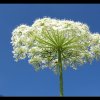 20090716_043